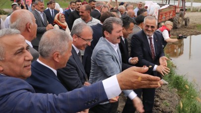 Bafra'da Çeltik Ekimi Şölenle Başladı: Türkiye Lideri, Geleceğe Umutla Bakıyor!
