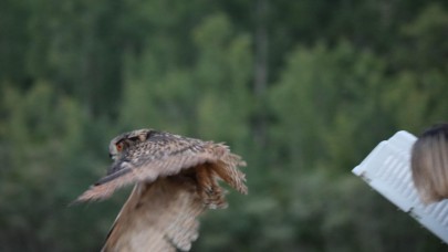 Yaralı Puhu Kuşu Hayata Kanat Çırptı, Samsun Büyükşehir’den Örnek Müdahale