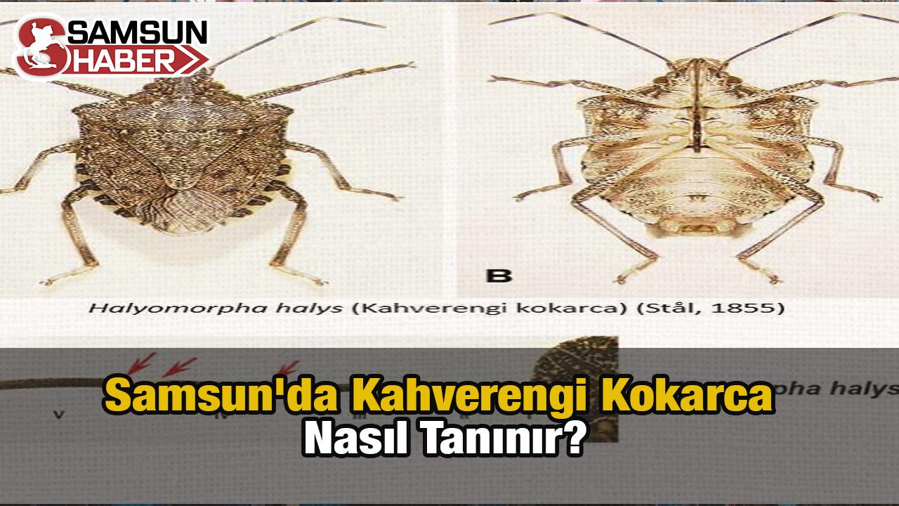 Samsun'da Kahverengi Kokarca Uyarısı: Nasıl Tanınır?