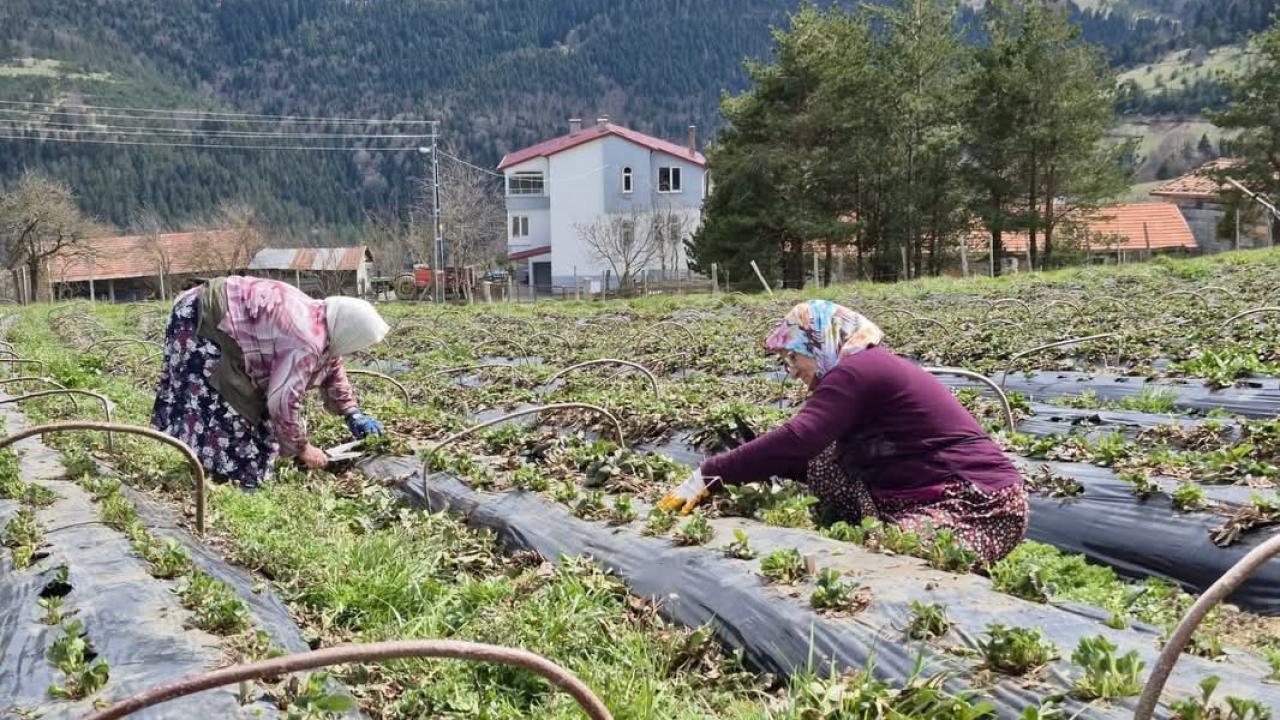 ÇİLEK ÜRETİMİNE BÜYÜK DESTEK