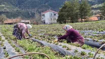 ÇİLEK ÜRETİMİNE BÜYÜK DESTEK